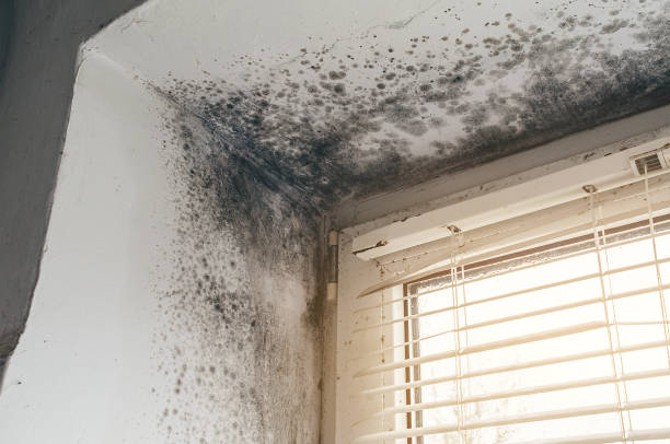 Affordable Black Mold Remediation solutions in Converse, TX